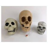 Three Detailed Skull Models