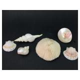 Decorative Seashells