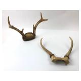 Two Antlers With 10ï¿½ And 9ï¿½ Widths