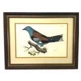Prideaux John Selby Hand-Colored Engraving