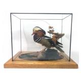 Taxidermy Mandarin Duck With Glass Case