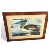 John James Audubon Brown Pelican Print