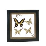Taxidermied Butterflies In Glass Shadow Box