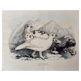 Daniel Giraud Elliot Willow Grouse Lithograph