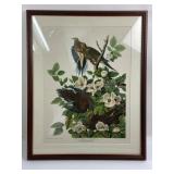 John J. Audubon Carolina Pigeon Plate 17