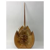 Horseshoe Crab Shell With 20ï¿½ï¿½ Tip To Tail