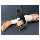 Halloween Props Skull & Raven And Prosthetic Leg