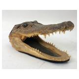 6ï¿½ Long Real Taxidermy Alligator Head