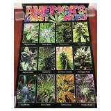 Americaï¿½s Most Wanted Cannabis Poster