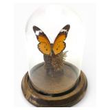 Taxidermied African Monarch Butterfly In Dome