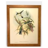 J. Gould & H.C. Richter Framed Print 18 x 22