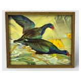 Vtg Print Of Purple Gallinule Hunting Ducks