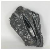 Fossil Orthoceras In Matrix ï¿½ 6.75ï¿½ Tip To Tip