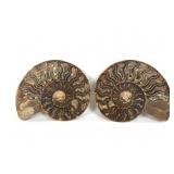 Polished Fossil Ammonite Halves