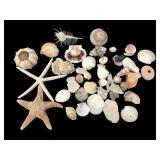 Collection of Natural Sea Shells and Starfish