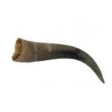 Natural Polished Bovine Horn Specimen