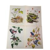 Chuck Ripper and Wayne Trimm Bird Art Prints