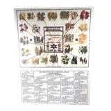 Navajo Native Dye Sources Educational Poster