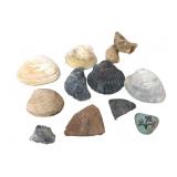 Assorted Natural Seashells, Rocks & Painted Stone
