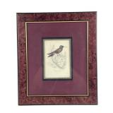 Windsor Art Products Framed Hummingbird Print