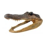 Genuine American Alligator Taxidermy Head