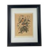 Arthur Singer American Robin Lithograph