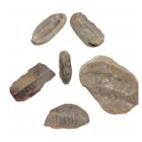 Collection of Mazon Creek Fossil Fern Specimens