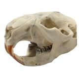 North American Beaver Skull and Mandible