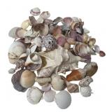 Assorted Natural Sea Shells and Coral Specimens