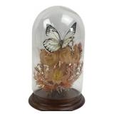Creco Trading Corp. Taxidermy Butterfly Dome