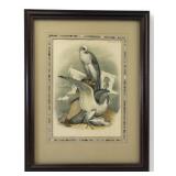 Theodore Jasper, Birds of North America, Plate 77
