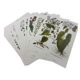Ten two sided Botanical Flower Print pages, 11.5x1