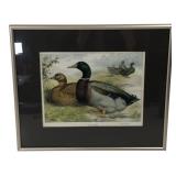 J.W. Ludlow Rouen and Cayuga Ducks Framed Print