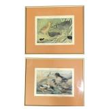 Pair of Birds of New York Prints by Louis Agassiz
