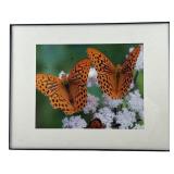 MCS Industries Framed Butterfly Photographic Print