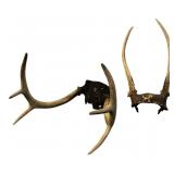 Two Sets of Deer Antlers on Skull Caps