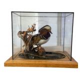 Taxidermy Mandarin Duck in Glass Display Case