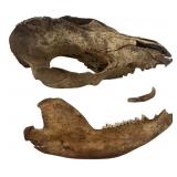 Animal Skull and Jawbone Specimen