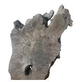 Large Live Edge Wood Burl Slab