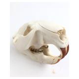 Cleaned Beaver Skull Specimen