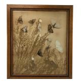Framed Dried Moth & Botanical Specimen Display