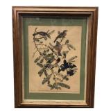 J.J. Audubon Rose-Breasted Grosbeak Print