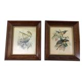 Pair of Framed Vintage Sunbird Prints