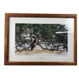 Vern Hippensteal "The Angel Oak" Framed Print