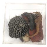 Mixed Natural History Specimen Display Box