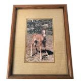 Framed Horse Foal Portrait Photo 10x13