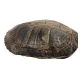 Natural Turtle Shell Specimen 10x8"