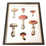 Woodland Mushrooms of North America Print - 18x22