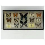 Entomology Display-8760