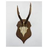 Taxidermy Antler Mount Display-8952